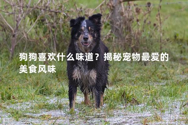 狗狗喜欢什么味道？揭秘宠物最爱的美食风味