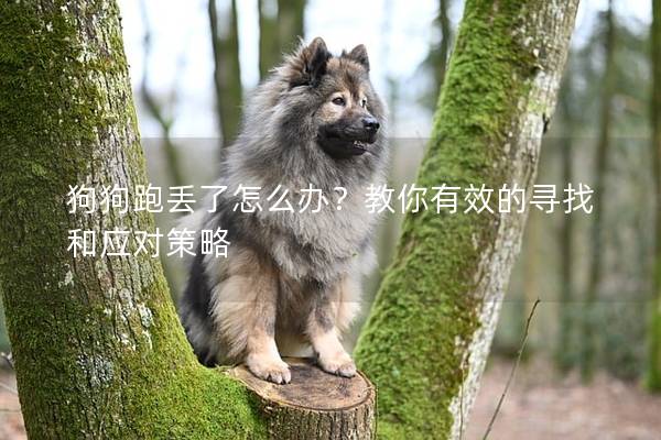 狗狗跑丢了怎么办？教你有效的寻找和应对策略