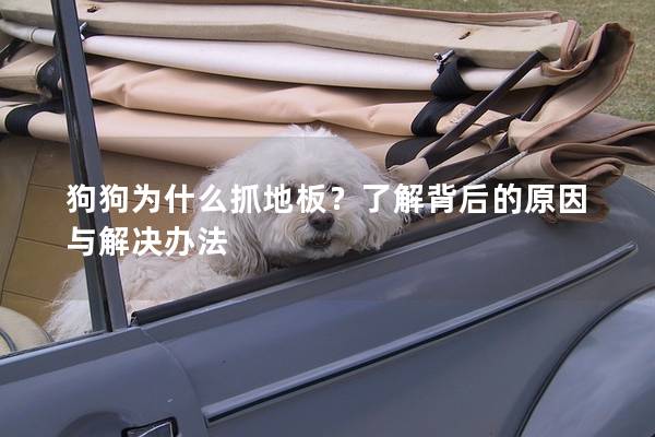 狗狗为什么抓地板？了解背后的原因与解决办法