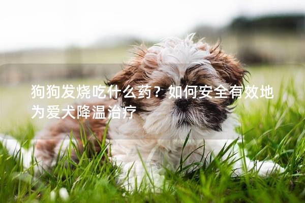 狗狗发烧吃什么药？如何安全有效地为爱犬降温治疗