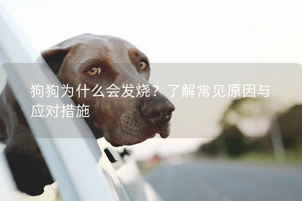 狗狗为什么会发烧？了解常见原因与应对措施