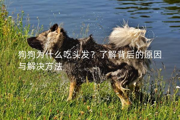 狗狗为什么吃头发？了解背后的原因与解决方法