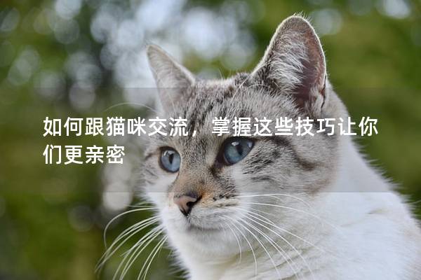 如何跟猫咪交流，掌握这些技巧让你们更亲密