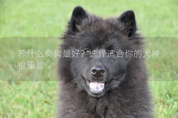 养什么狗狗最好？选择适合你的犬种很重要