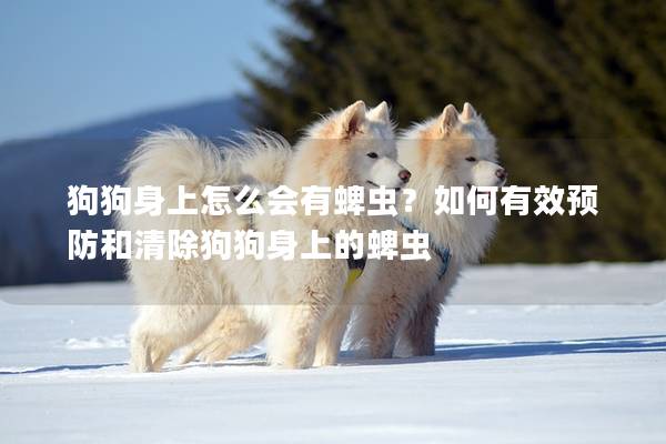 狗狗身上怎么会有蜱虫？如何有效预防和清除狗狗身上的蜱虫