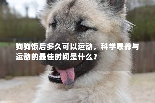 狗狗饭后多久可以运动，科学喂养与运动的最佳时间是什么？