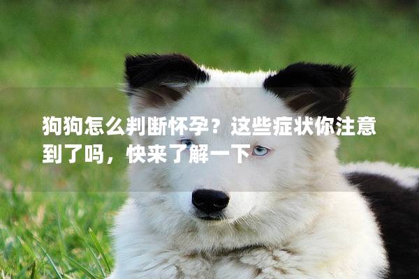 狗狗怎么判断怀孕？这些症状你注意到了吗，快来了解一下