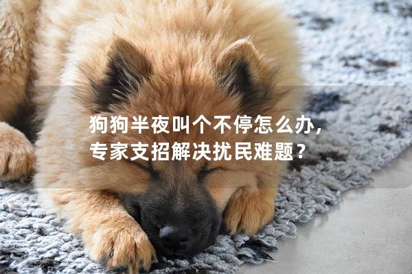 狗狗半夜叫个不停怎么办, 专家支招解决扰民难题？
