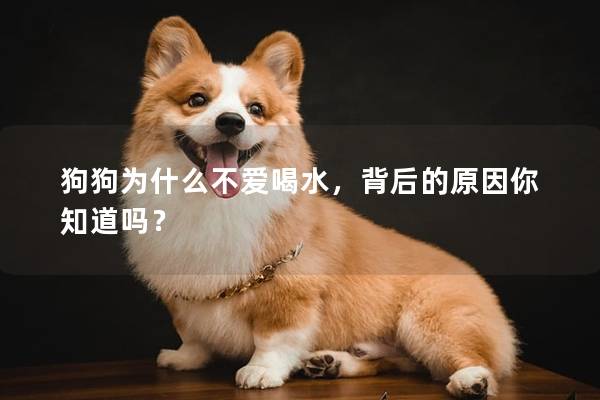 狗狗为什么不爱喝水，背后的原因你知道吗？