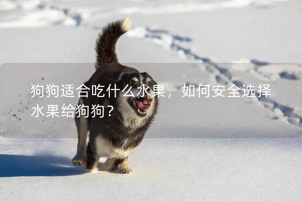 狗狗适合吃什么水果，如何安全选择水果给狗狗？