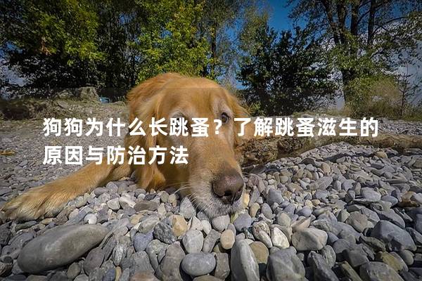 狗狗为什么长跳蚤？了解跳蚤滋生的原因与防治方法
