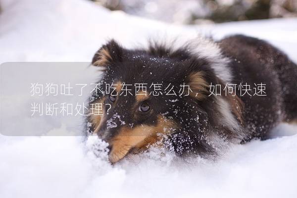 狗狗吐了不吃东西怎么办，如何快速判断和处理？