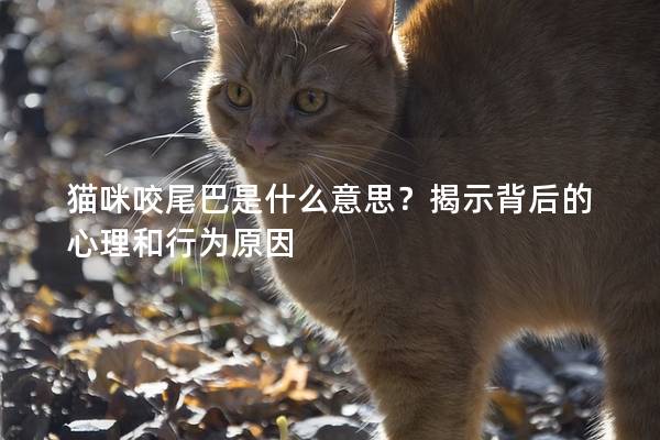 猫咪咬尾巴是什么意思？揭示背后的心理和行为原因