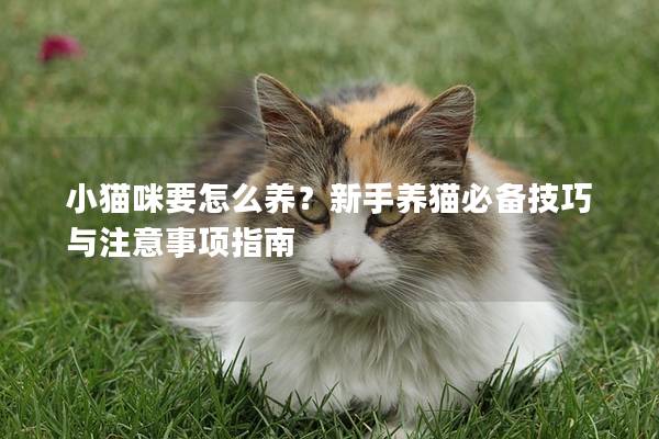 小猫咪要怎么养？新手养猫必备技巧与注意事项指南