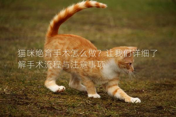猫咪绝育手术怎么做？让我们详细了解手术流程与注意事项