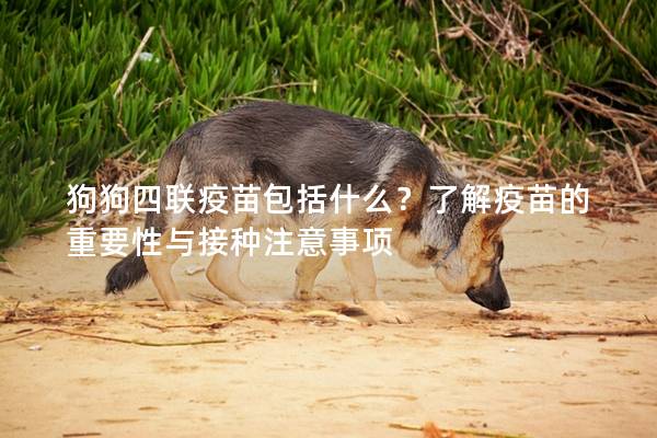 狗狗四联疫苗包括什么？了解疫苗的重要性与接种注意事项