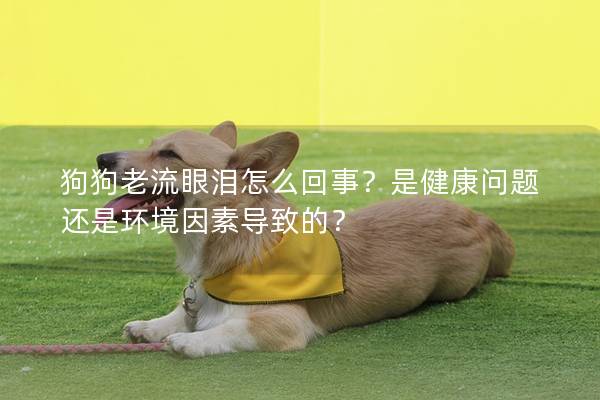狗狗老流眼泪怎么回事？是健康问题还是环境因素导致的？
