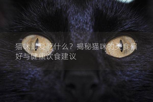 猫咪最爱吃什么？揭秘猫咪的美食偏好与健康饮食建议