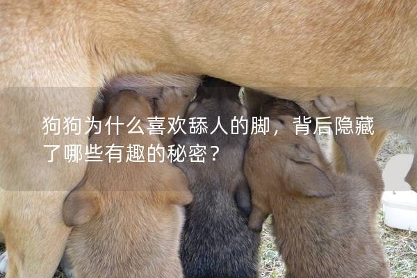狗狗为什么喜欢舔人的脚，背后隐藏了哪些有趣的秘密？