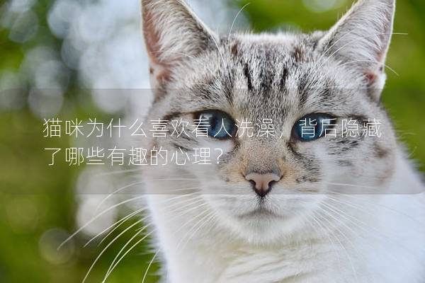 猫咪为什么喜欢看人洗澡，背后隐藏了哪些有趣的心理？