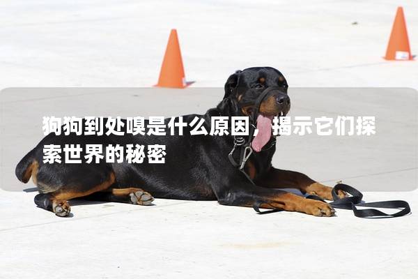 狗狗到处嗅是什么原因，揭示它们探索世界的秘密