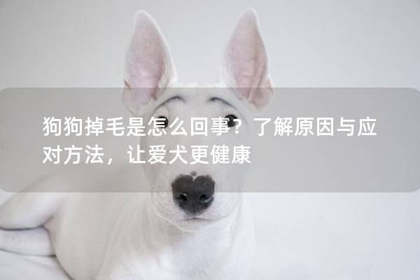 狗狗掉毛是怎么回事？了解原因与应对方法，让爱犬更健康