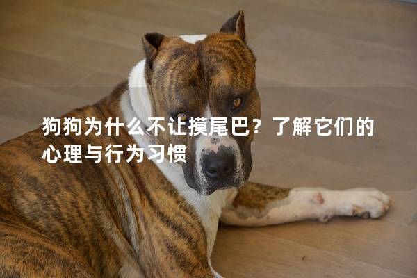 狗狗为什么不让摸尾巴？了解它们的心理与行为习惯