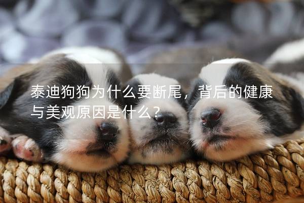 泰迪狗狗为什么要断尾，背后的健康与美观原因是什么？