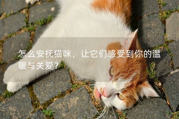 怎么安抚猫咪，让它们感受到你的温暖与关爱？