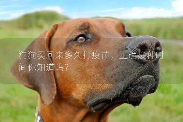 狗狗买回来多久打疫苗，正确接种时间你知道吗？