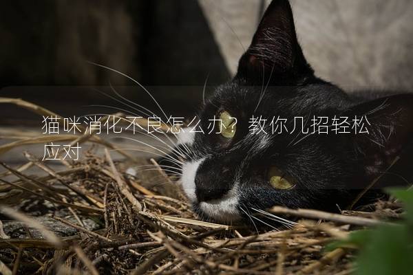猫咪消化不良怎么办？教你几招轻松应对
