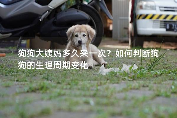 狗狗大姨妈多久来一次？如何判断狗狗的生理周期变化