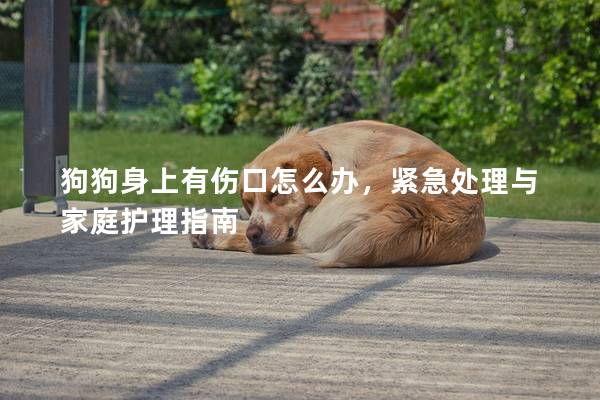 狗狗身上有伤口怎么办，紧急处理与家庭护理指南