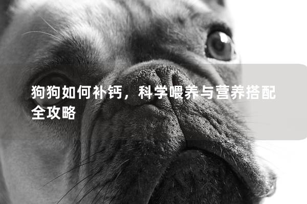 狗狗如何补钙，科学喂养与营养搭配全攻略