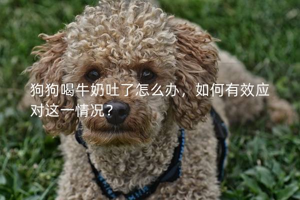 狗狗喝牛奶吐了怎么办，如何有效应对这一情况？