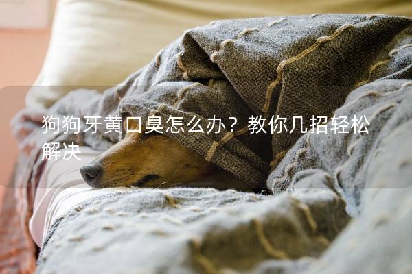 狗狗牙黄口臭怎么办？教你几招轻松解决