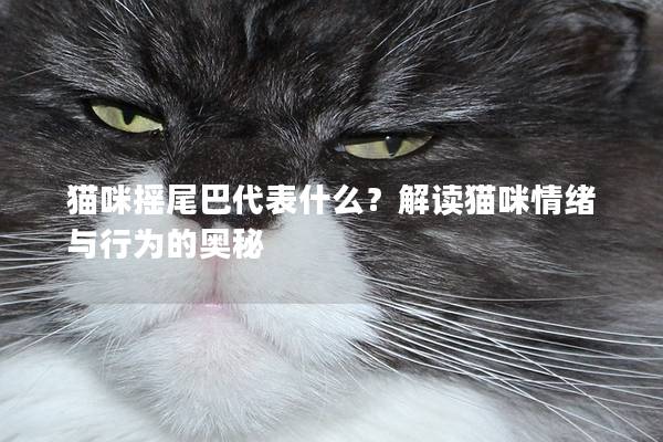 猫咪摇尾巴代表什么？解读猫咪情绪与行为的奥秘