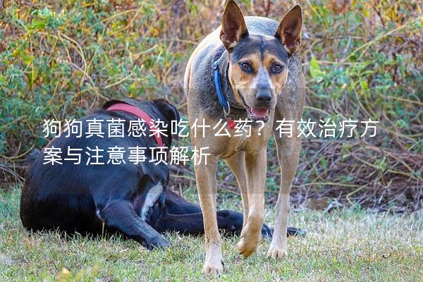 狗狗真菌感染吃什么药？有效治疗方案与注意事项解析