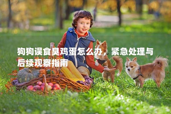 狗狗误食臭鸡蛋怎么办，紧急处理与后续观察指南