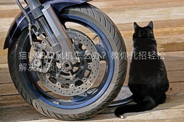 猫咪怕吹风机怎么办？教你几招轻松解决小烦恼