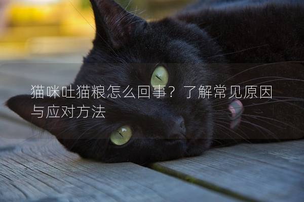 猫咪吐猫粮怎么回事？了解常见原因与应对方法