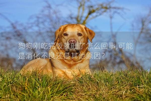 狗狗刚吃完饭就吐了怎么回事,可能是消化不良还是其他原因？