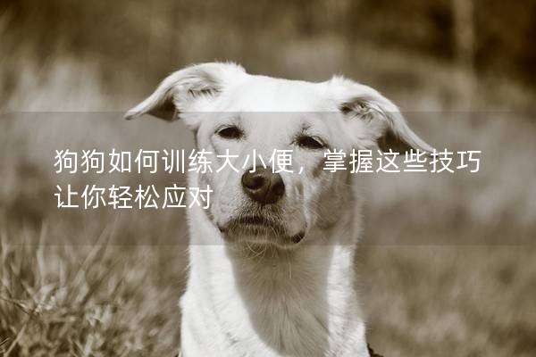 狗狗如何训练大小便，掌握这些技巧让你轻松应对