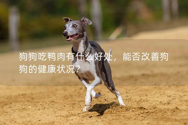 狗狗吃鸭肉有什么好处，能否改善狗狗的健康状况？