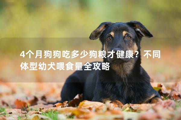 4个月狗狗吃多少狗粮才健康？不同体型幼犬喂食量全攻略