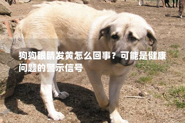 狗狗眼睛发黄怎么回事？可能是健康问题的警示信号