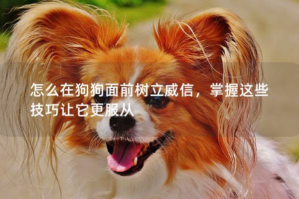 怎么在狗狗面前树立威信，掌握这些技巧让它更服从