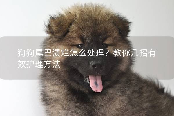 狗狗尾巴溃烂怎么处理？教你几招有效护理方法