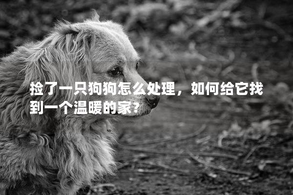 捡了一只狗狗怎么处理，如何给它找到一个温暖的家？