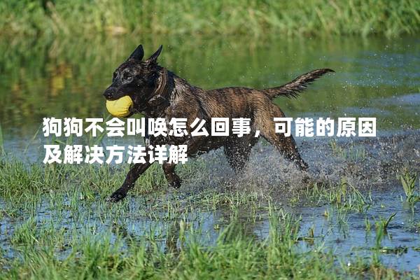 狗狗不会叫唤怎么回事，可能的原因及解决方法详解